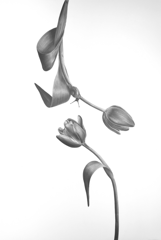 Tulpenmanie